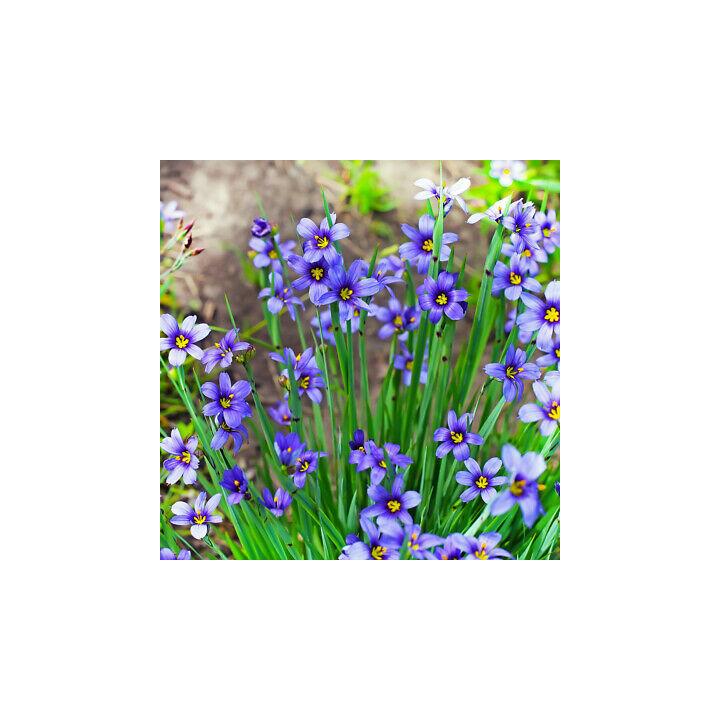 Suttons Reviews What Customers Are Saying ReviewFeeder